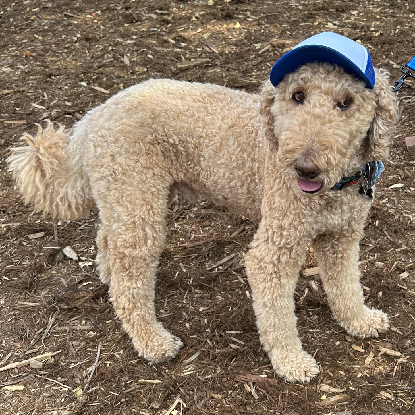PupLid Blue & White Foam Trucker